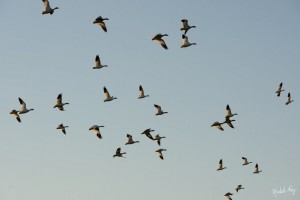 Elles ont finalement quitté les lieux!