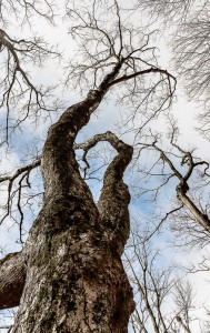Un érable en tenue de fin novembre!