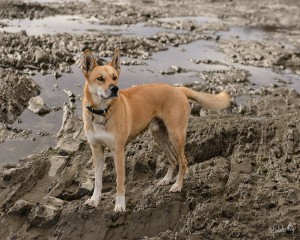 Pedro, entre deux escapades sur la rive!