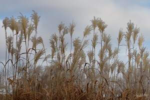 Les seules fleurs que j'ai pu observer en ce 25 novembre, des fleurs de graminées cultivées!