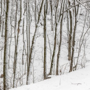 Quelques érables illustrant l'état des lieu ce matin!