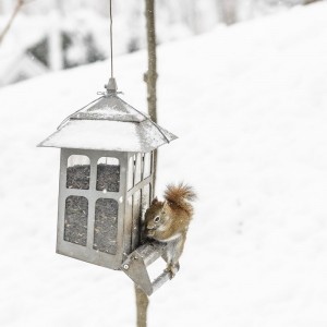 Après avoir sauté sur la mangeoire, l'écureuil roux sait quoi faire! Le voici en action!
