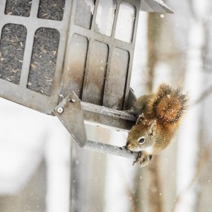 C'est le temps d'ouvrir la porte vers la réserve de graines de tournesol!