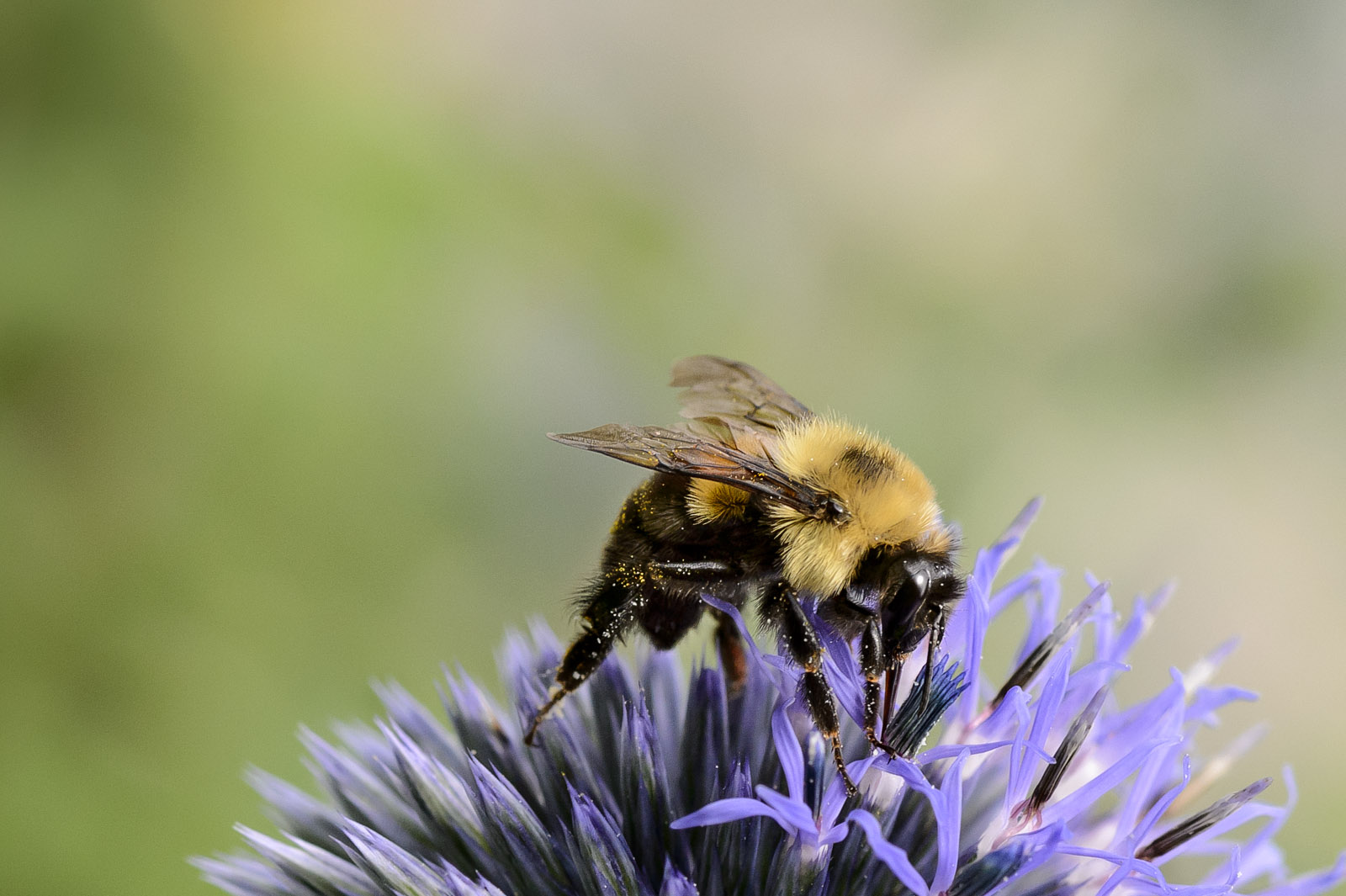 Bourdon, vue de côté