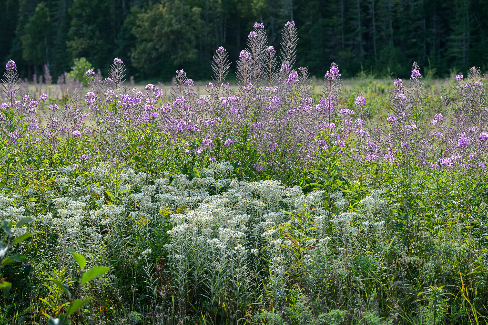 Duo d'épilobes et d'immortelles