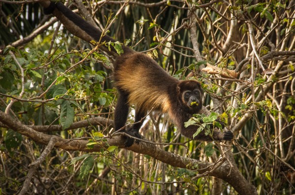 MR-110120-162908-Modifier