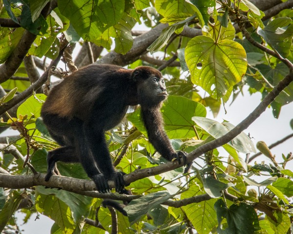 MR-110120-163221-Modifier