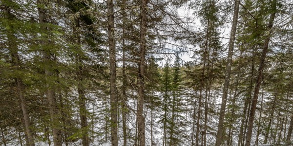 Le paradis de l'épinette