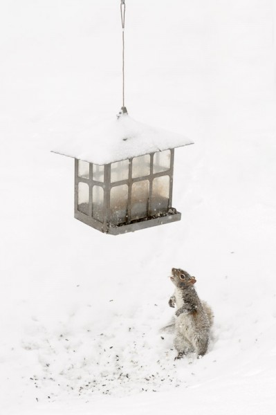 Voici ladite mangeoire et un écureuil intéressé par son contenu.