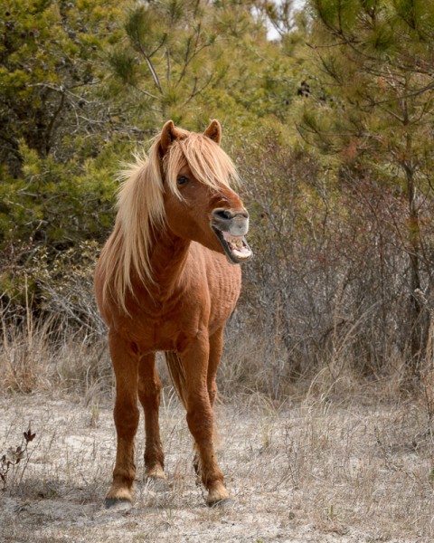 Celui-ci y va d'une bonne grimace!