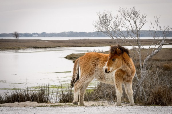 Ce dernier commence à s'affirmer et n'hésite pas à devancer sa mère!