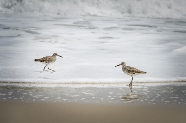 Bécasseaux sur la plage d'Ocean Beach.