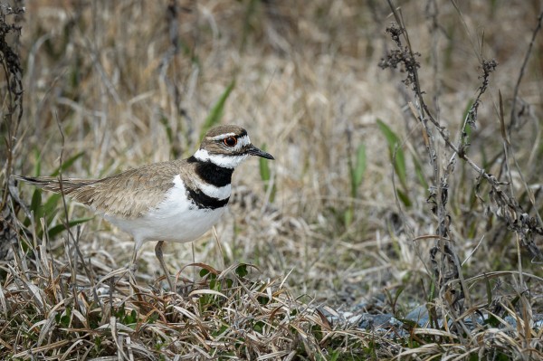 Un pluvier un peu curieux toujours dans le secteur de South Ocean Beach