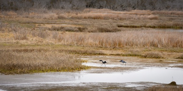Fréquentations entre deux Grands hérons. Ici le mâle se montre très intéressé et la femelle le fait quand même travailler un peu...