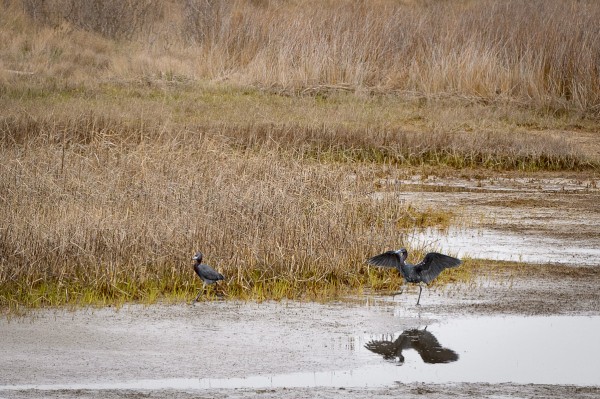 Ici le mâle se pavane pour tenter de convaincre la femelle!