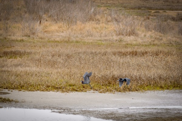 La femelle s'envole et le mâle décide de la suivre à l'abri des regards indiscrets.