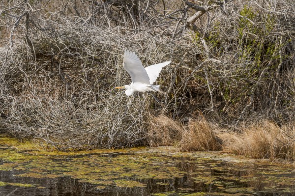 La même aigrette qui s'envole quelques minutes plus tard.