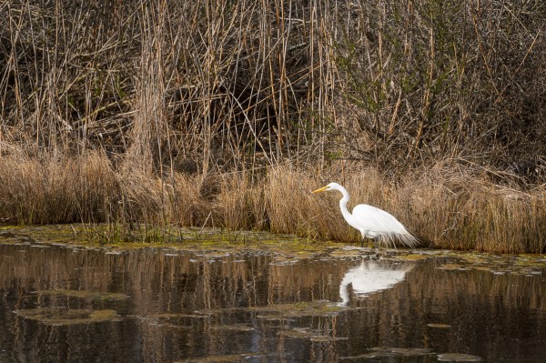 Voici une photo bien typique de ce que l'on peut observer en fin de journée quand on s'attarde sur le bord des marais du côté de Little Tom's Cove (Sud de l'Île d'Assateague, Virginie)