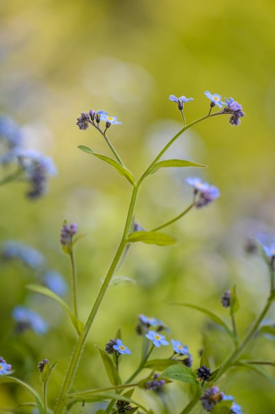 20140528-MR-155459-Modifier