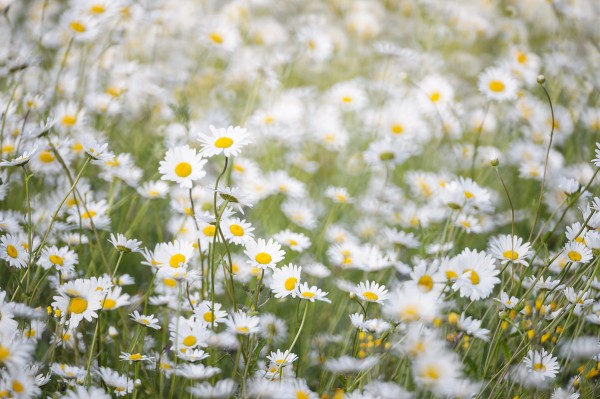 20140625-MR-191542-Modifier