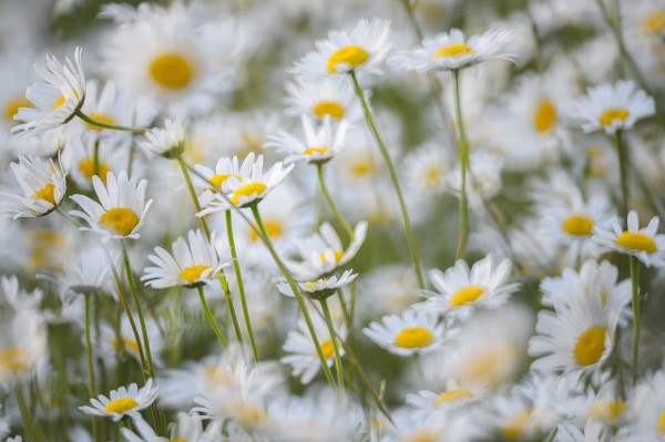 20140625-MR-192955-Modifier